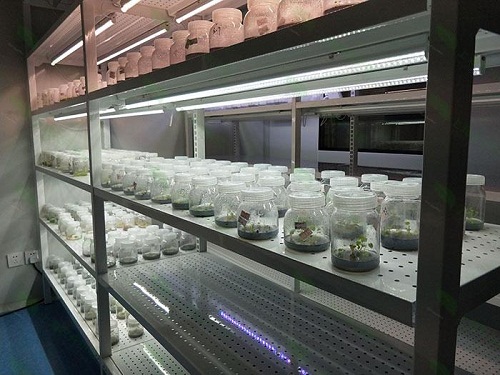 惠阳植物组织培养实验室设计建设方案